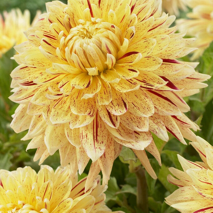 Dahlia Dekorativ Cambridge 1-pakning